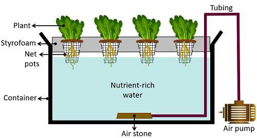 Deep-Water-Culture-(DWC)-Hydroponics Deep Water Culture (DWC) Hydroponics