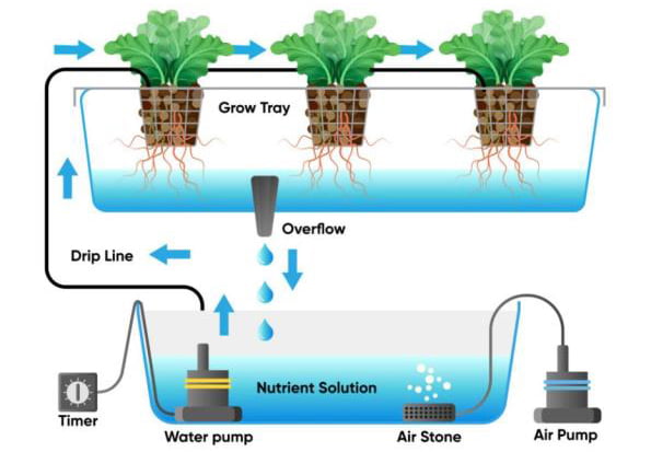 Drip-Irrigation-Hydroponics2 Drip Irrigation Hydroponics