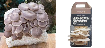 mushroom-growing Mushroom Kit Technology