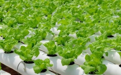 Vertical Farming Systems the Growing Trend