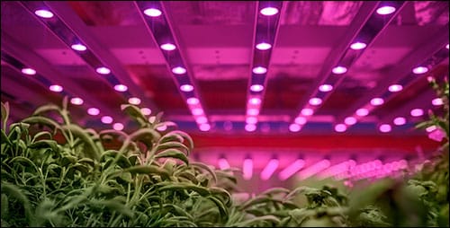 led-grow-lights LED Grow Lights in Vertical Farming