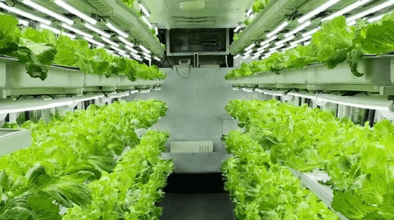 interior-cea-vertical-farm Interior of a CEA Farm
